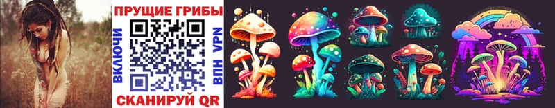 Купить закладки  Богородицк  Галлюциногенные грибы Psilocybe 